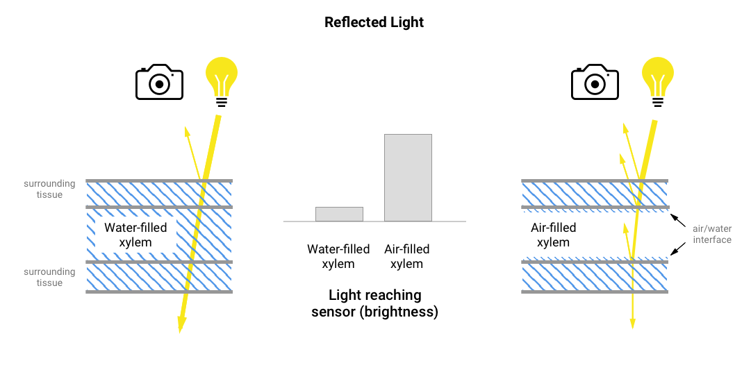 v5_reflected_light
