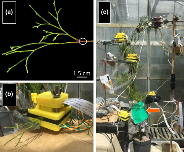 Set-up for optical embolism monitoring in Callitris rhomboidea saplings. (a) A branchlet prepared for embolism monitoring using the optical vulnerability technique, with the exposed xylem indicated by a white circle. (b) A MiCAM attached to a branchlet. (c) A tree with five MiCAMs attached and the shielded ICT stem psychrometer, which is attached to the main stem near the base of the tree (indicated by the orange arrow).